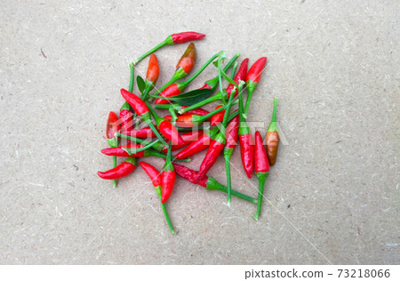 SEREMBAN, MALAYSIA -OCTOBER 01, 2016: Capsicum plant also known as peppers. Often used as an ingredient in the cuisine of Southeast Asia. 73218066