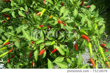 SEREMBAN, MALAYSIA -OCTOBER 01, 2016: Capsicum plant also known as peppers. Often used as an ingredient in the cuisine of Southeast Asia. 73218076