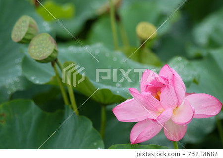 蓮花 73218682