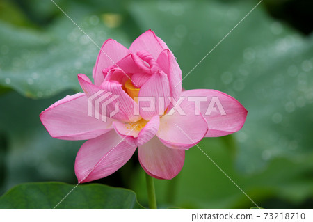 Lotus flower  73218710