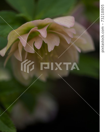 聖誕玫瑰（垂直組成）別緻的感覺02 73218805