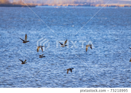 birds on Nove Mlyny reservoir, Southern Moravia, Czech Republic birds on Nove Mlyny reservoir, Southern Moravia, Czech Republic 73218995