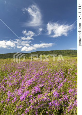 Blooming meadow in Tokaj region, Northern Hungary Blooming meadow in Tokaj region, Northern Hungary 73219118