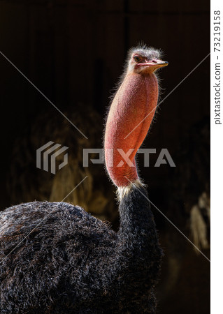 Red-necked ostrich,Struthio camelus in Jerez de la Frontera, Andalusia, Spain Red-necked ostrich,Struthio camelus in Jerez de la Frontera, Andalusia, Spain 73219158