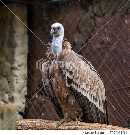 Griffon vulture, Gyps fulvus in Jerez de la Frontera, Andalusia, Spain Griffon vulture, Gyps fulvus in Jerez de la Frontera, Andalusia, Spain 73219164