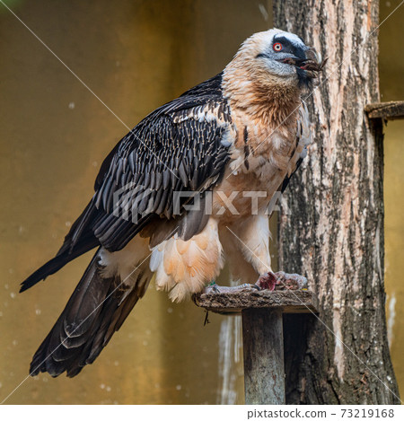 Bearded vulture, Gypaetus barbatus in Jerez de la Frontera, Andalusia, Spain 73219168
