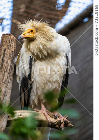 Egyptian vulture,Neophron percnopterus in Jerez de la Frontera, Andalusia, Spain Egyptian vulture,Neophron percnopterus in Jerez de la Frontera, Andalusia, Spain 73219169