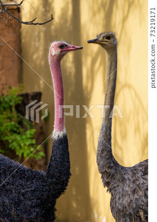 Red-necked ostrich,Struthio camelus in Jerez de la Frontera, Andalusia, Spain 73219171