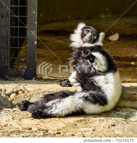 Black and white ruffed lemur in Jerez de la Frontera, Andalusia, Spain 73219173