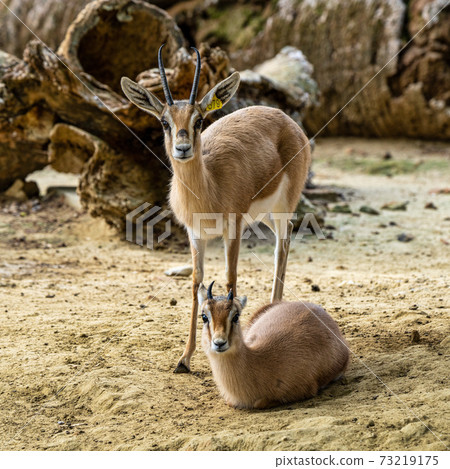 Dorcas gazelle, Gazella, dorcas in Jerez de la Frontera, Andalusia, Spain 73219175