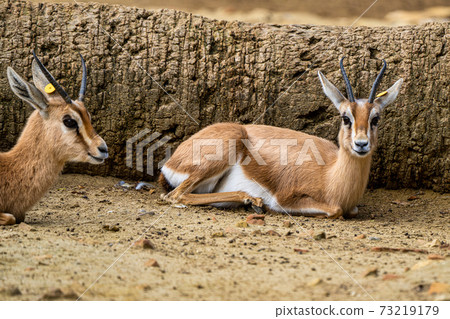 gazelle peru