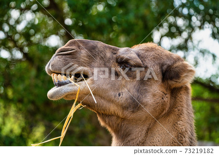 Dromedary, Camelus dromedarius in Jerez de la Frontera, Andalusia, Spain 73219182