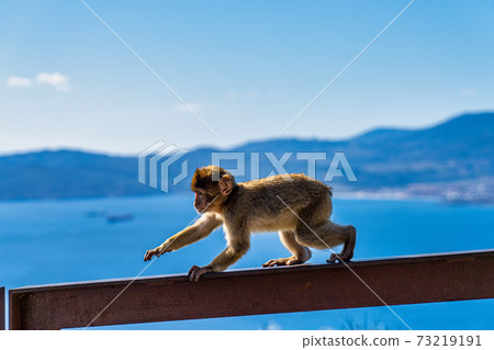 Wild macaque or Gibraltar monkey, attraction of the British overseas territory. Wild macaque or Gibraltar monkey, attraction of the British overseas territory. 73219191