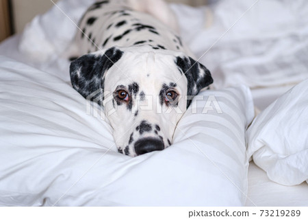 Dalmatian dog lying down in white bed and looking at the camera. White and black spotted Dalmatian dog posing on a white couch. 73219289