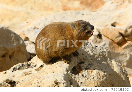 animal, dog, marmot 73219302