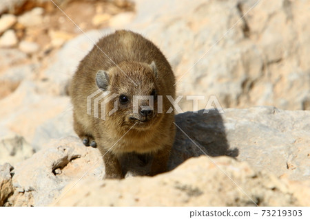 animal, dog, marmot 73219303