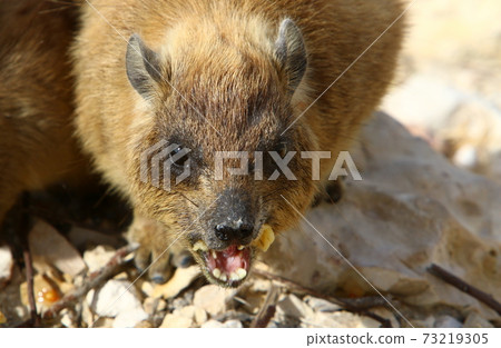 animal, dog, marmot 73219305