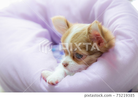 Chiwawa，在狗床上放鬆的小狗 73219385