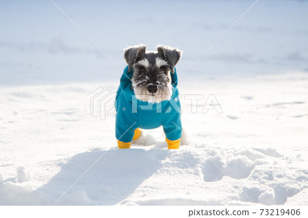 Schnauzer playing in the snow 73219406