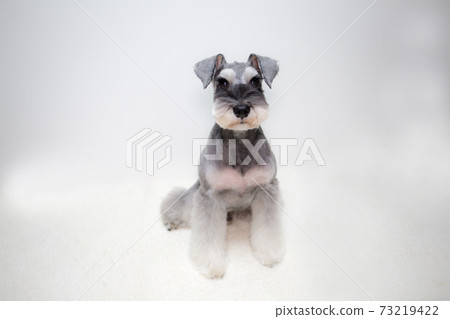 Schnauser看著相機 Schnauser看著相機 73219422