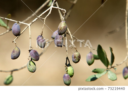 fruit, branch, olive 73219440