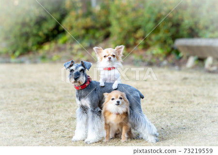 狗與3條狗合影 73219559