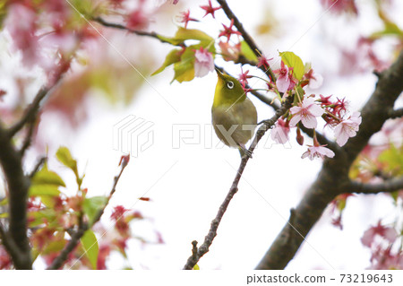 Kawazu Sakura和Mejiro Kawazu Sakura和Mejiro 73219643