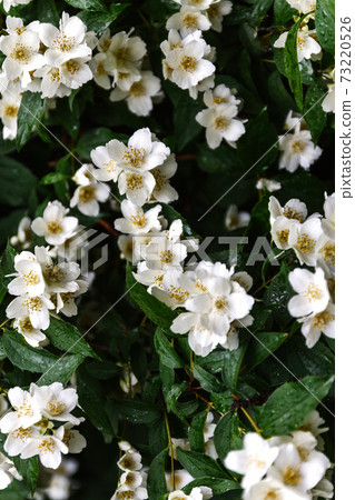 close up blooming jasmine flower on bush in garden, selected focus. 73220526