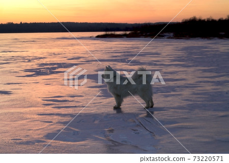 A white fluffy Samoyed dog stands on the ice of a frozen lake. Winter background. Copy Space A white fluffy Samoyed dog stands on the ice of a frozen lake. Winter background. Copy Space 73220571