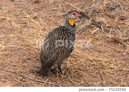 Yellow-necked sparrow (Samburu Trails, Kenya) Yellow-necked sparrow (Samburu Trails, Kenya) 73220590