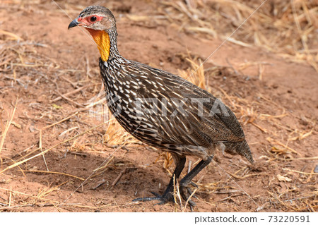 Yellow-necked sparrow (Samburu Trails, Kenya) 73220591