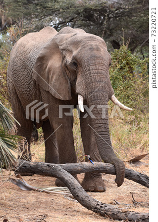 African Elephant (Samburu Trails, Kenya) 73220721