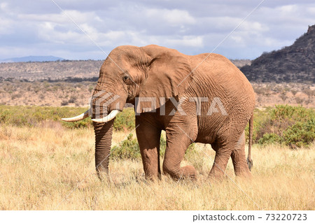 African Elephant (Samburu Trails, Kenya) 73220723