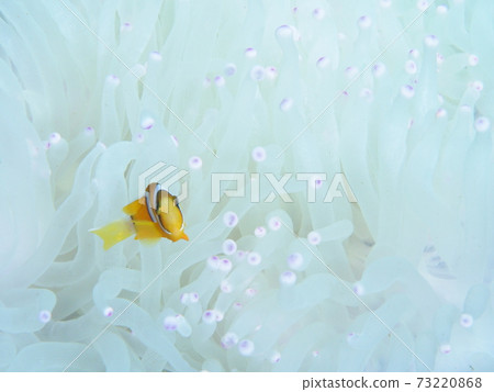 銀蓮花屬魚和海葵 73220868