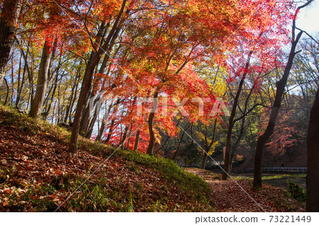 Sayama Hills in autumn colors, colored maple Sayama Hills in autumn colors, colored maple 73221449