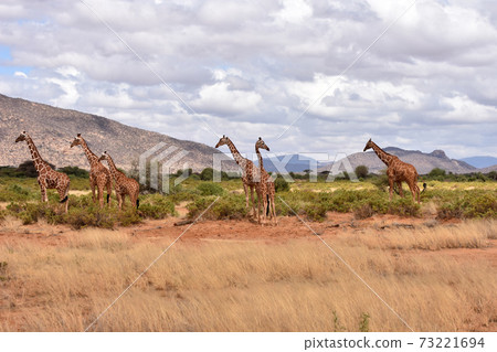View of Samburu Trails (Kenya) 73221694