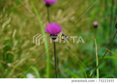 Kisitagin Uwaba吮吸薊蜜 Kisitagin Uwaba吮吸薊蜜 73221935