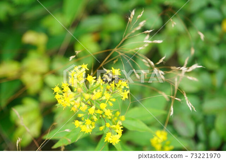 Male bumblebee sucking the nectar of Phedimus aizus 73221970