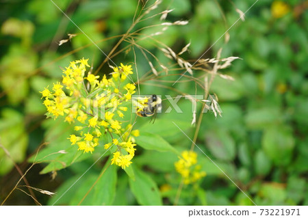 Male bumblebee sucking the nectar of Phedimus aizus 73221971