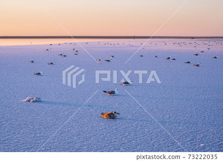 Seagulls on sunset Genichesk pink  salty lake, Ukraine 73222035