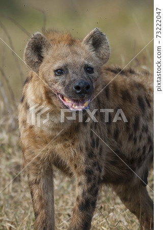 Hyena South Africa Hyena South Africa 73222047