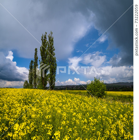 High poplar trees group in spring rapeseed yellow blooming fields view, blue sky with clouds in sunlight. High poplar trees group in spring rapeseed yellow blooming fields view, blue sky with clouds in sunlight. 73222059