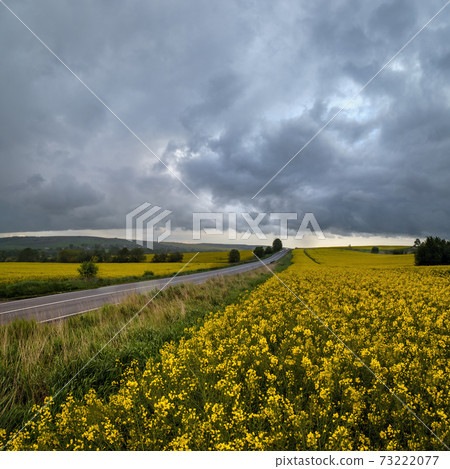 Spring yellow flowering rapeseed fields Spring yellow flowering rapeseed fields 73222077