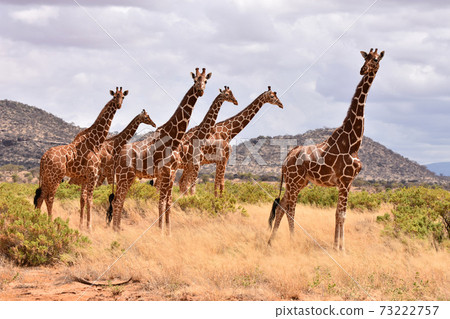 Amime Kirin (Samburu Trails, Kenya) 73222757