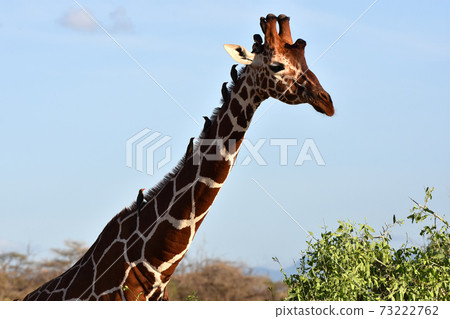 Amime Kirin (Samburu Trails, Kenya) 73222762