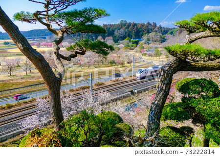 松樹，李子和鐵路 73222814