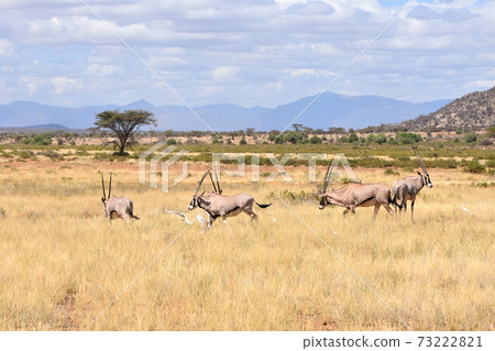 View of Samburu Trails (Kenya) View of Samburu Trails (Kenya) 73222821