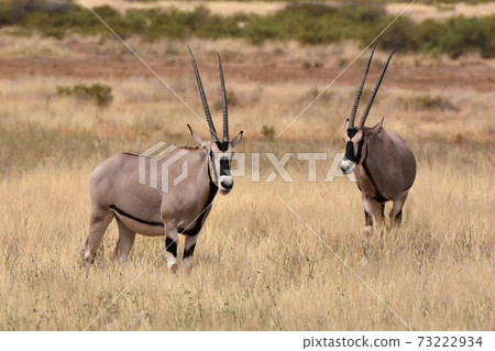 Orix (Samburu Trails, Kenya) Orix (Samburu Trails, Kenya) 73222934