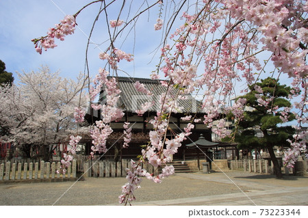 穿過垂枝櫻花,覺井寺堂 穿過垂枝櫻花,覺井寺堂 73223344