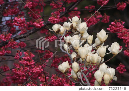White magnolia flowers against a backdrop of red Kanhi cherry blossoms White magnolia flowers against a backdrop of red Kanhi cherry blossoms 73223346